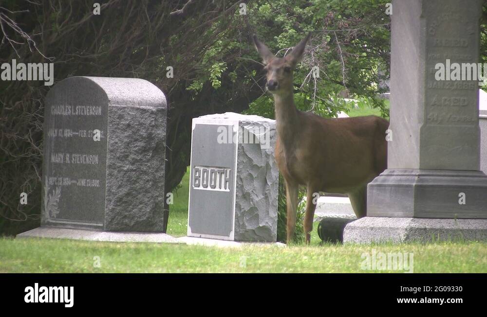 Standing headstones Stock Videos & Footage HD and 4K Video Clips Alamy