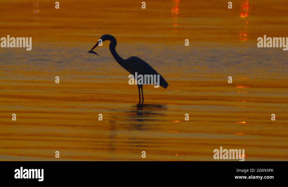 Water bird silhouette Stock Videos & Footage HD and 4K Video Clips Alamy