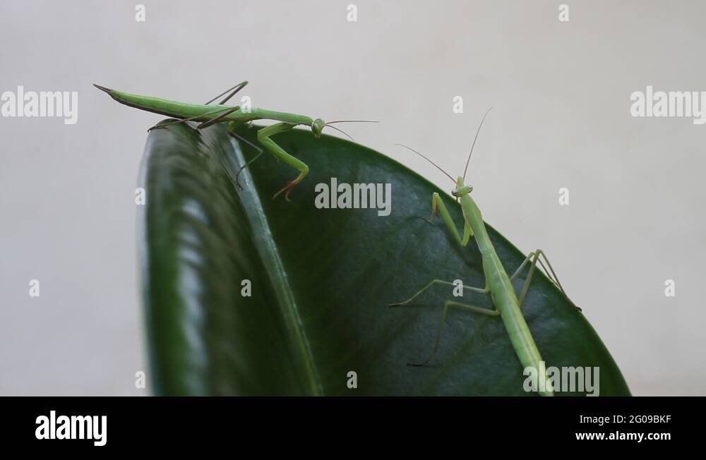 Praying Mantis insects fight with very fast attack, Mantis religiosa