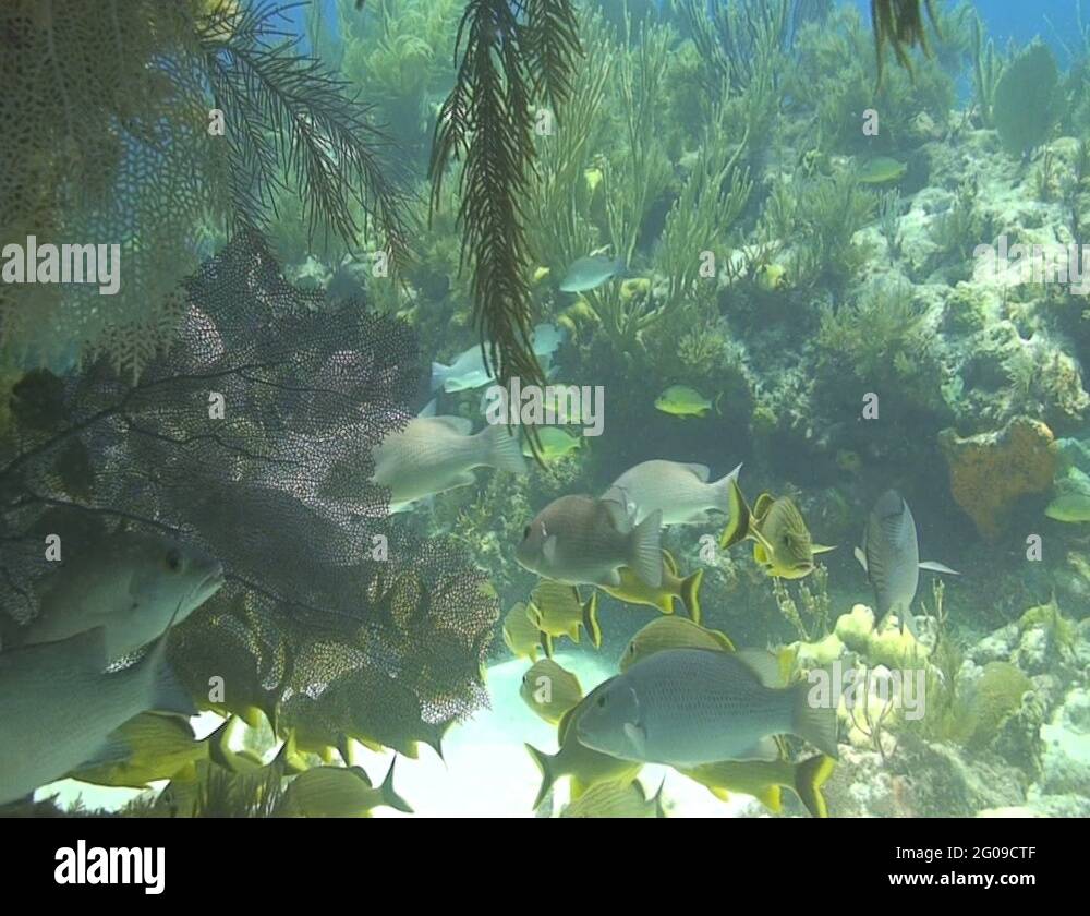 Molasses reef light Stock Videos & Footage HD and 4K Video Clips Alamy