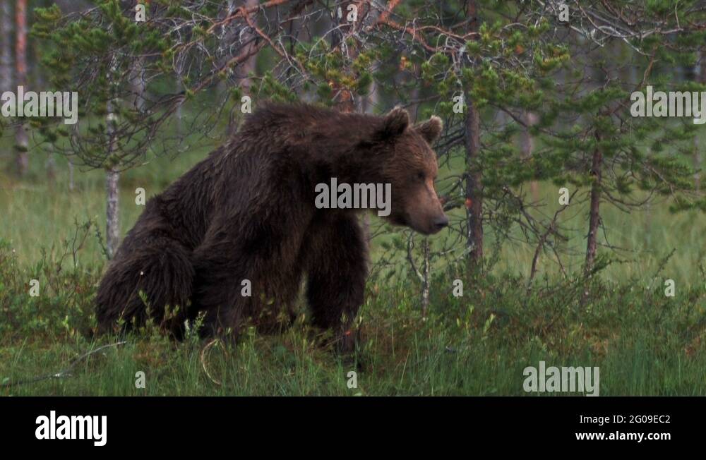Bear attacking Stock Videos & Footage HD and 4K Video Clips Alamy