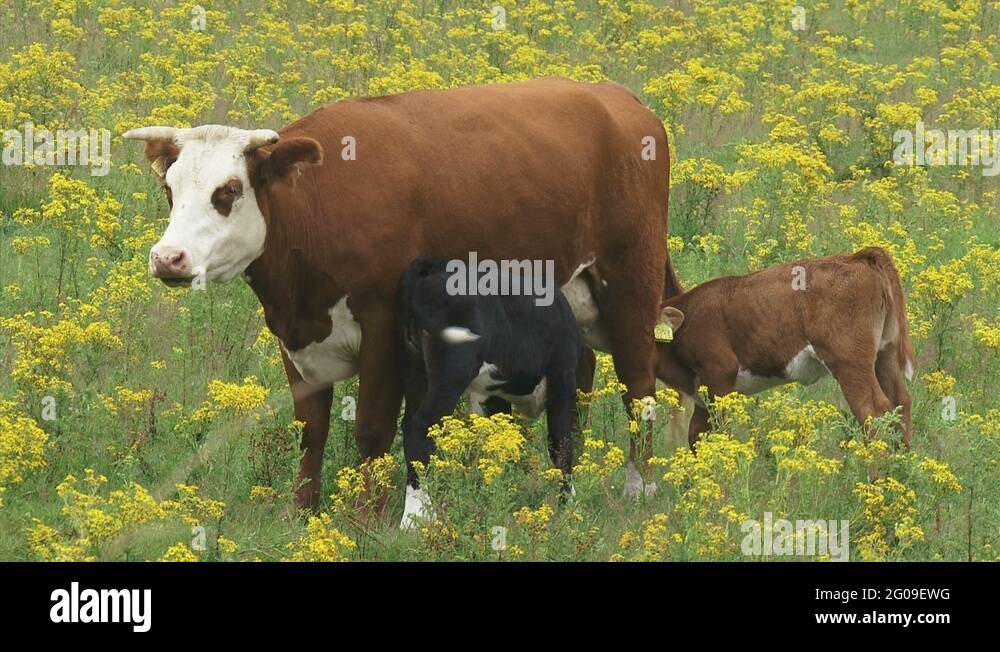 Dairy cattle nursing Stock Videos & Footage HD and 4K Video Clips Alamy