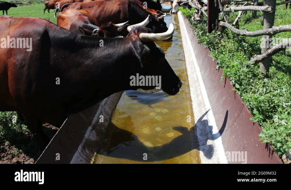 Cow drinks water from the trough. A cow wants to drink,Dairy cow