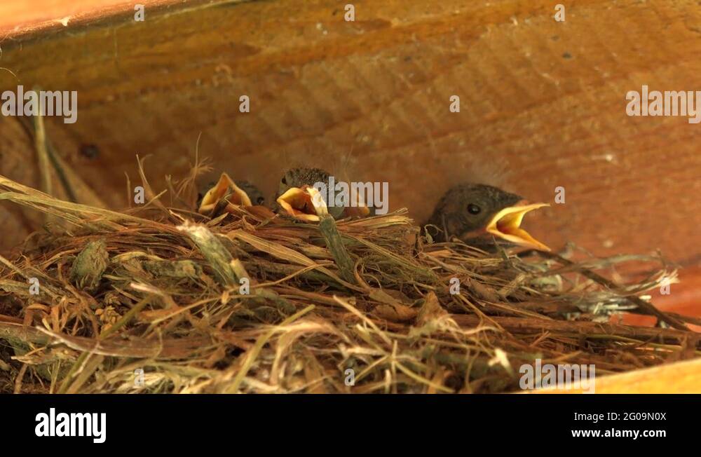4K Cute new born baby bird sleeping in nest helpless fragile avian open
