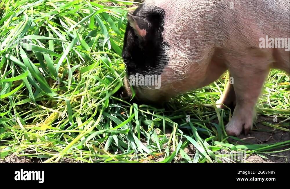 Teacup pig Stock Videos & Footage HD and 4K Video Clips Alamy