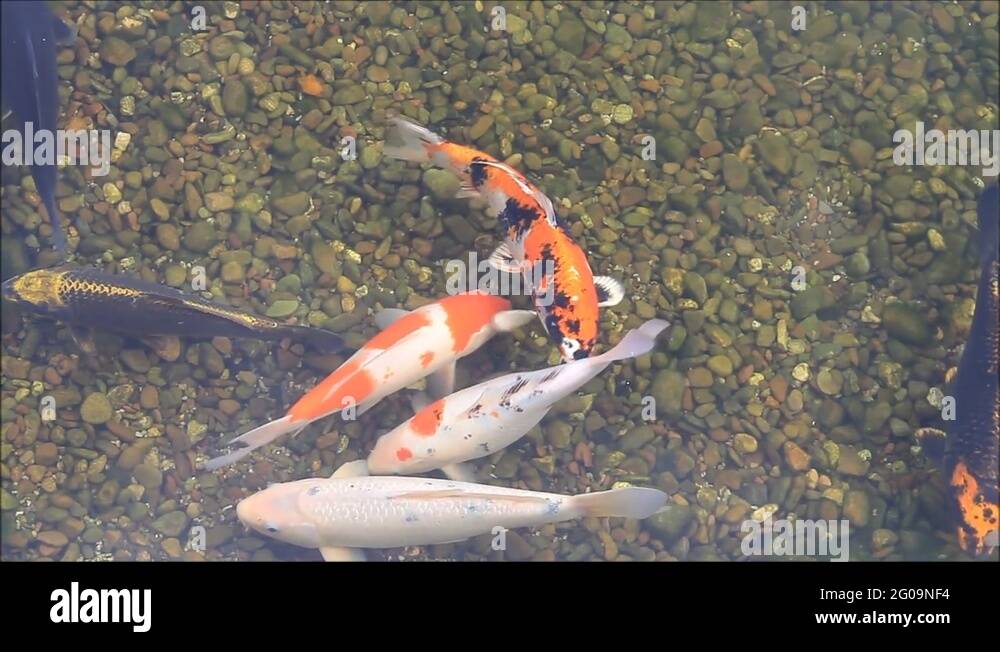 koi fish in a garden pond Stock Video Footage - Alamy