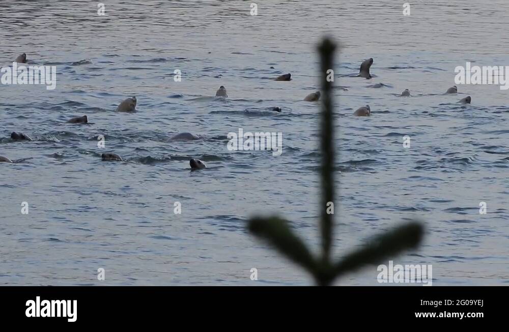 Fish fry seal Stock Videos & Footage HD and 4K Video Clips Alamy
