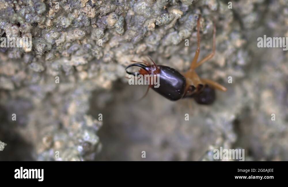 Termite nest termites outside Stock Videos & Footage HD and 4K Video