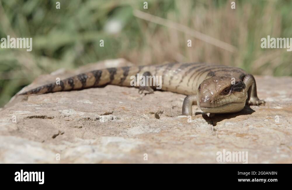 Slow motion footage of Australian bluetongue lizard watching a fly