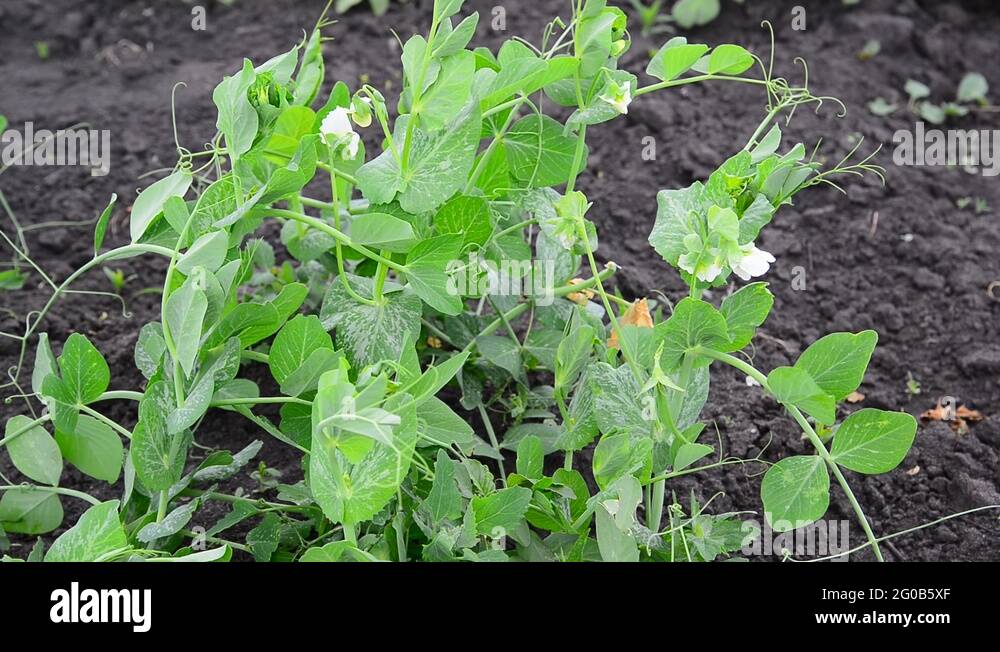 How to grow beans Stock Videos & Footage HD and 4K Video Clips Alamy