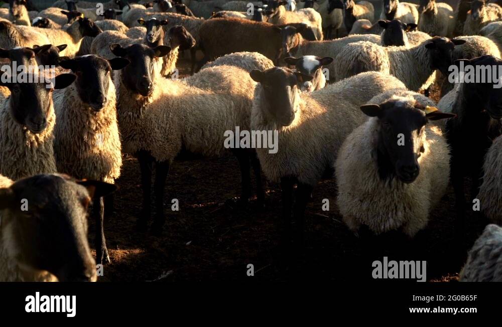 Ram ewe animal livestock farm field Stock Videos & Footage - HD and 4K ...