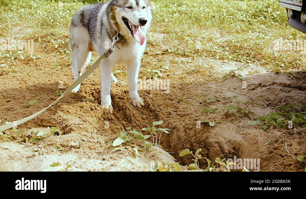 Dog sand pit Stock Videos & Footage - HD and 4K Video Clips - Alamy