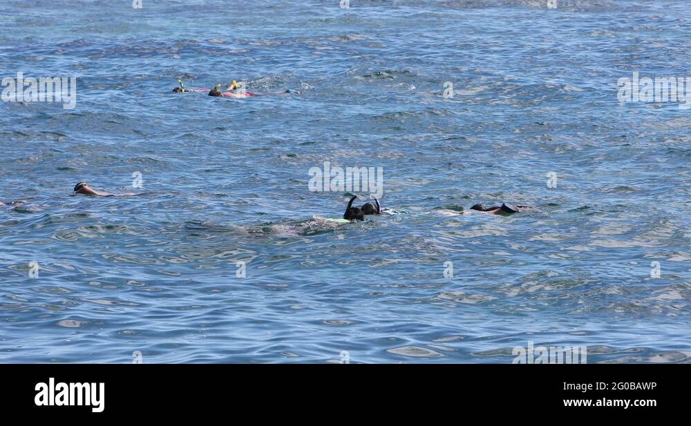 Hawaii family snorkel Stock Videos & Footage HD and 4K Video Clips Alamy