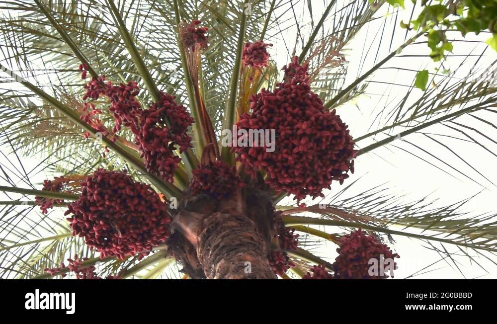 Harvesting dates palm tree Stock Videos & Footage HD and 4K Video