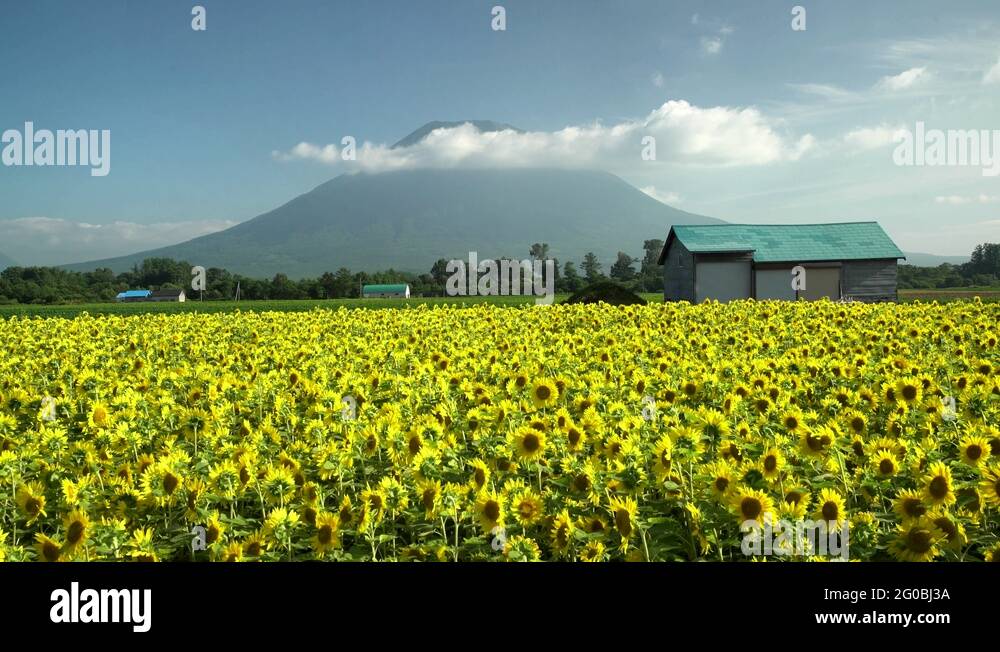 Mount sunflower Stock Videos & Footage HD and 4K Video Clips Alamy