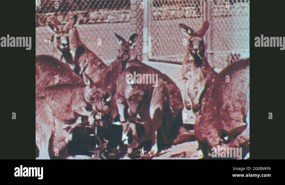 1950s United States Kangaroos Eat Plants. Kangaroo Eats Fresh Green
