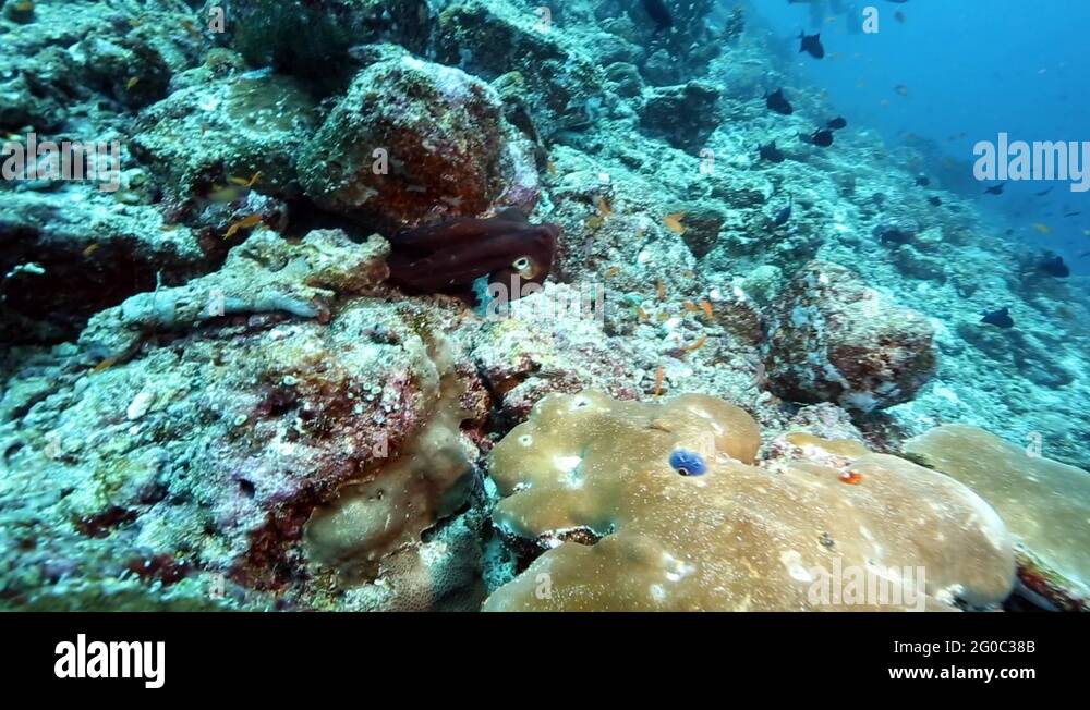 Day octopus (Octopus cyanea) trying to hide on volcanic coral reef ...