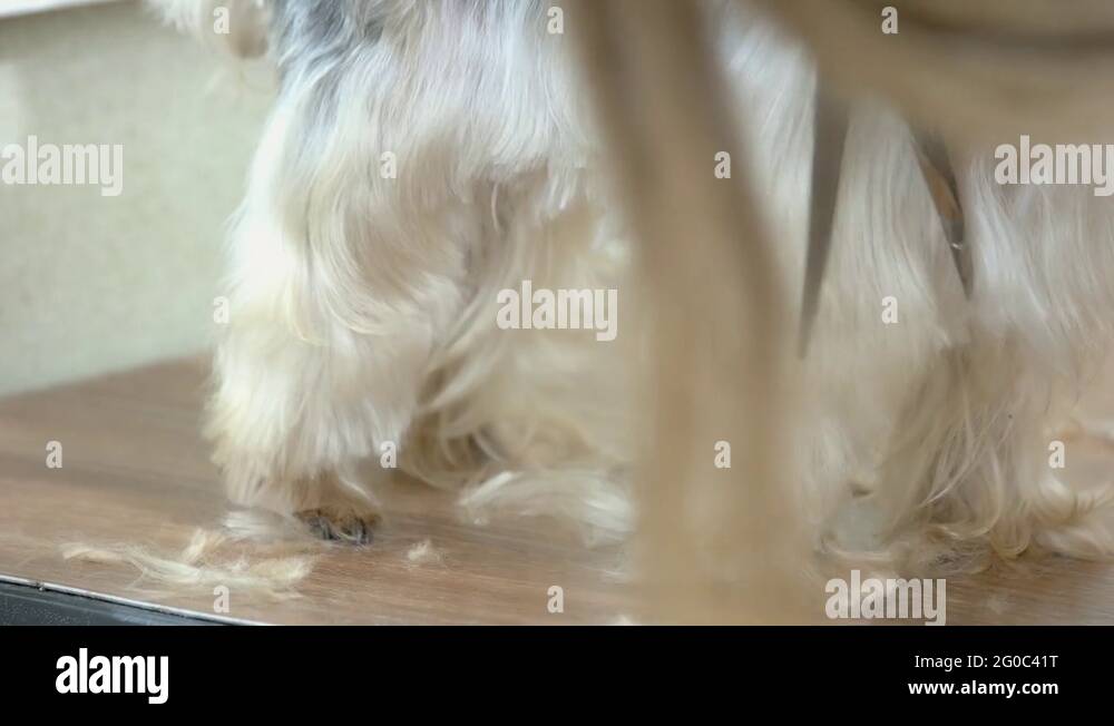 Dog fur cutting Stock Videos & Footage HD and 4K Video Clips Alamy