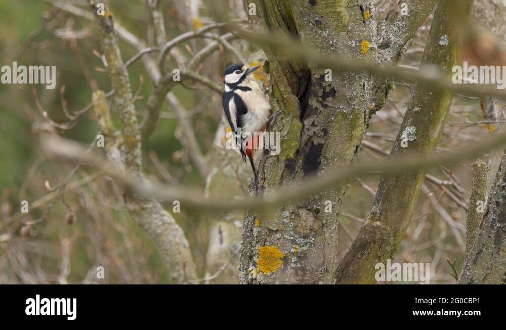Drumming with beak Stock Videos & Footage - HD and 4K Video Clips - Alamy
