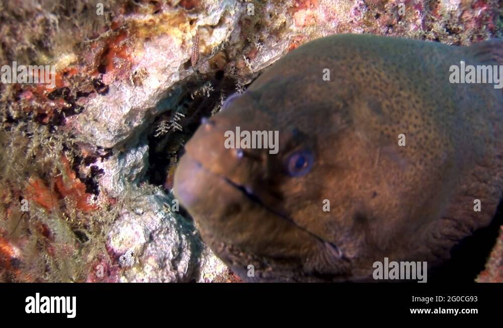 Moray eel dangerous underwater on seabed in Maldives Stock Video