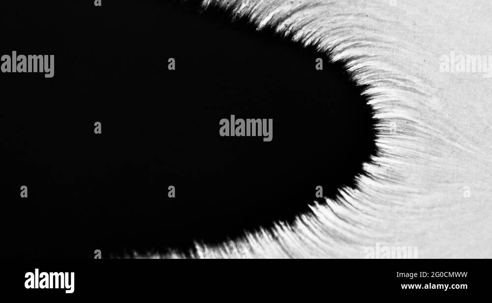 Ink flowing onto white background to use as reveals and effects Stock