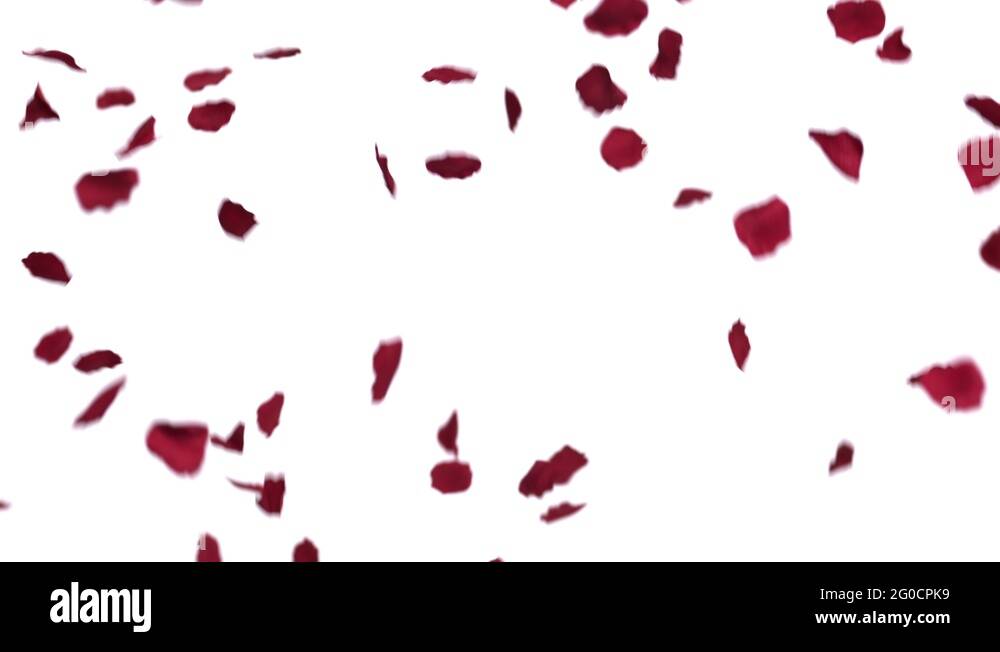 Falling Rose Petals Stock Video Footage Alamy