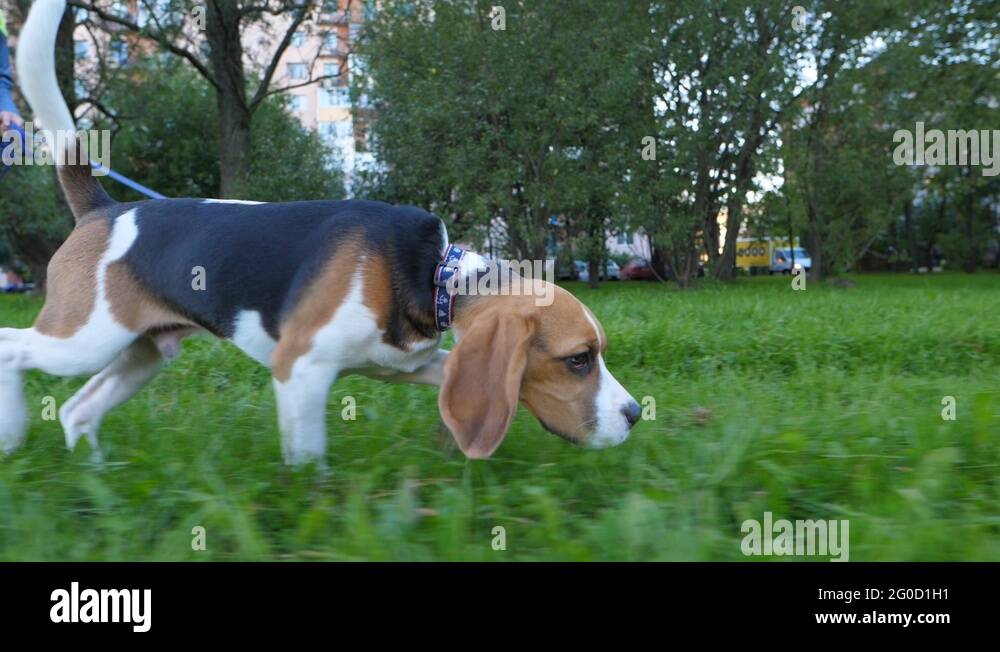 Nose to ground Stock Videos & Footage HD and 4K Video Clips Alamy