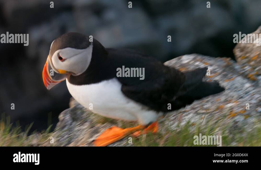 Puffin nesting on rock Stock Videos & Footage - HD and 4K Video Clips ...