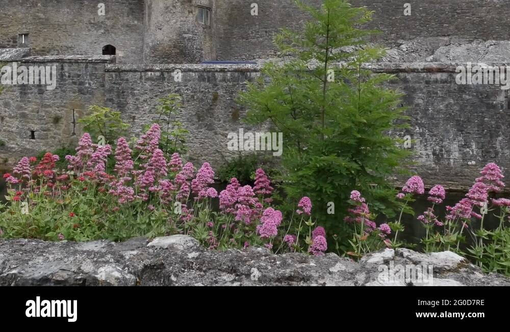 Castle wall flowers wall flowers Stock Videos & Footage HD and 4K