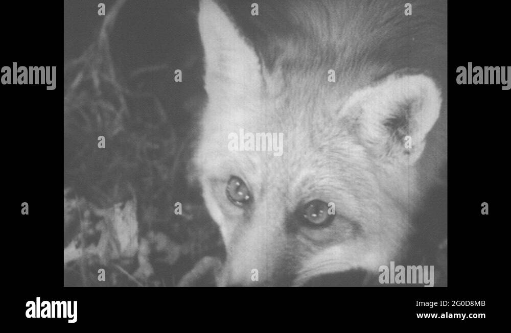 Fox fence predator Stock Videos & Footage - HD and 4K Video Clips - Alamy