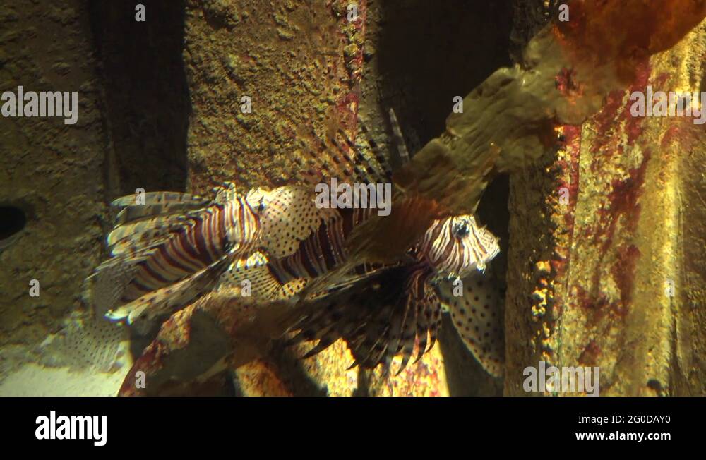Underwater ocean habitat Stock Videos & Footage - HD and 4K Video Clips ...