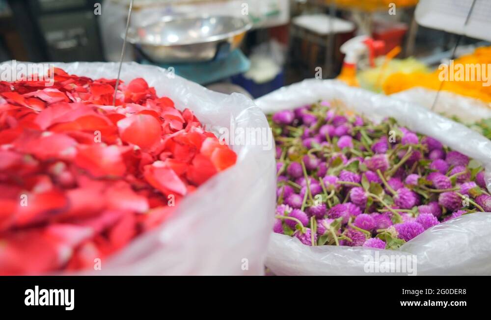 Brightly colored petals Stock Videos & Footage HD and 4K Video Clips