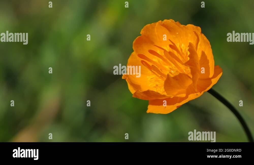 Flowers of the arctic Stock Videos & Footage HD and 4K Video Clips