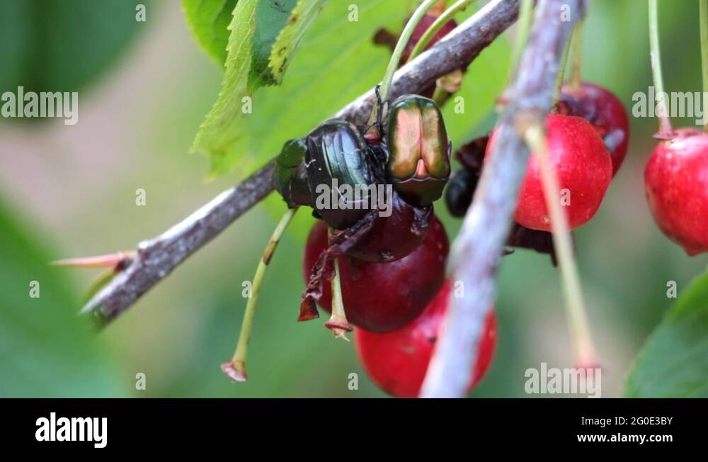 Cotinis mutabilis Stock Videos & Footage HD and 4K Video Clips Alamy
