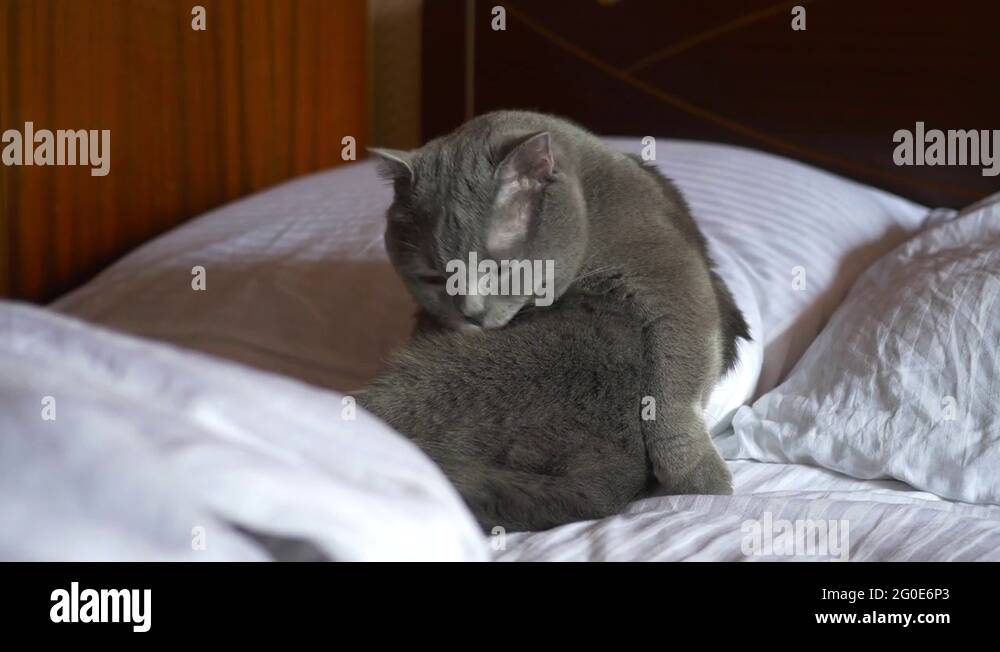 British breed cat cleans itself with the tongue, lying on the bed