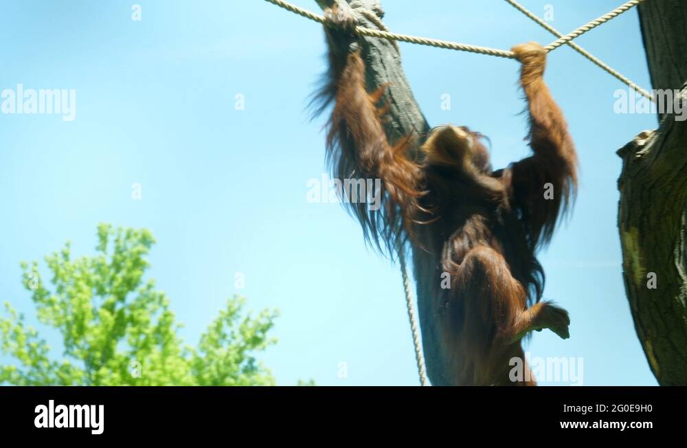 Huge orangutan climbing on ropes in the tree at a zoo Stock Video ...