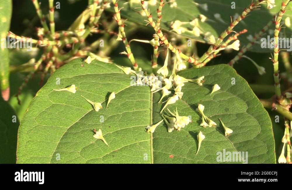 Knotweed Reynoutria japonica, invasive and expansive species of ...