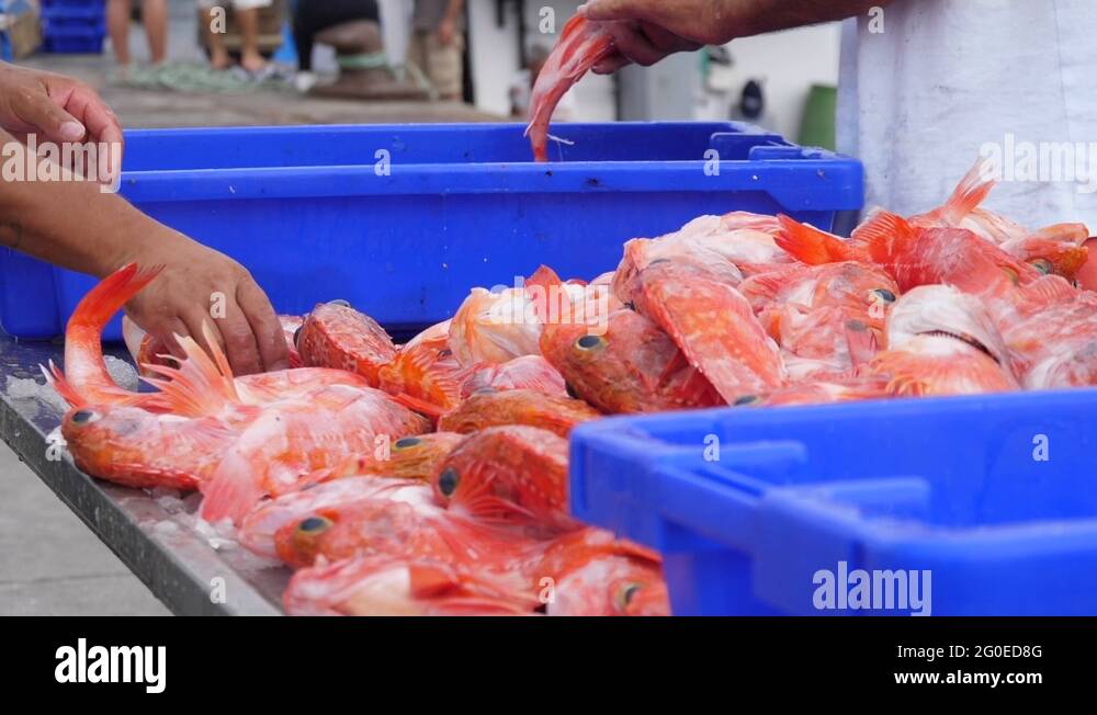 Loaded Fish Fish in net loaded boat Stock Videos & Footage - HD and 4K Video Clips ...