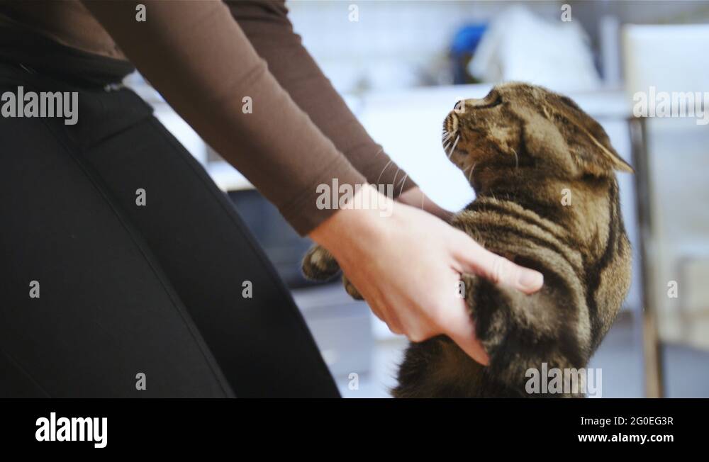 Dancing tabby cat Stock Videos & Footage HD and 4K Video Clips Alamy