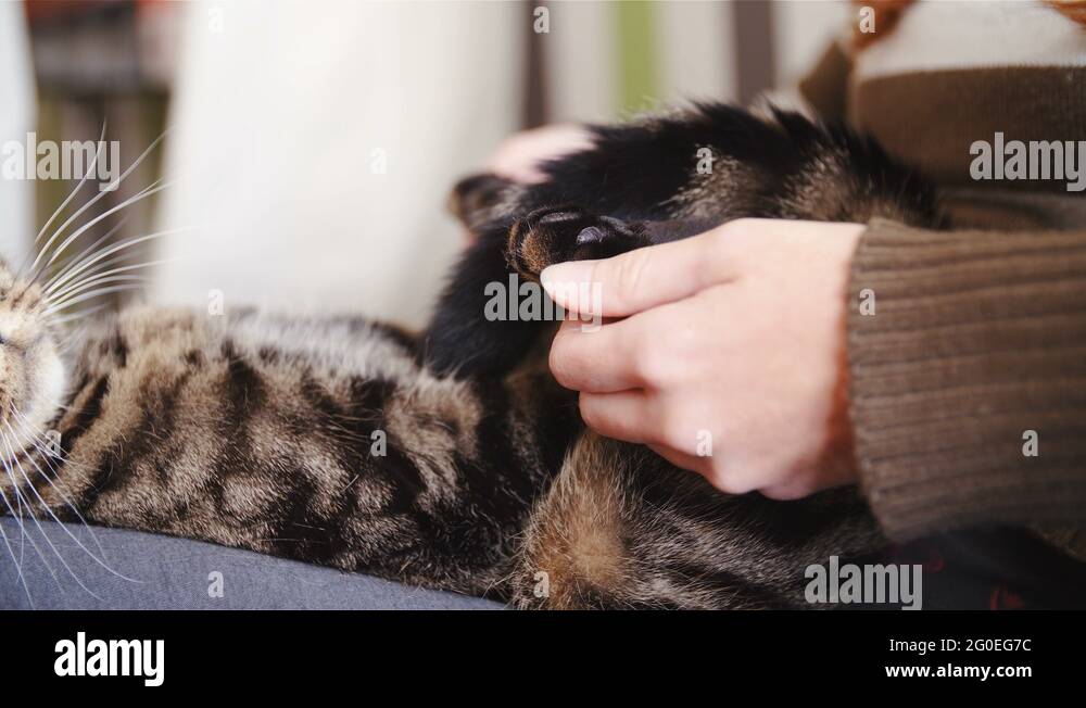Cat paws Stock Videos & Footage HD and 4K Video Clips Alamy