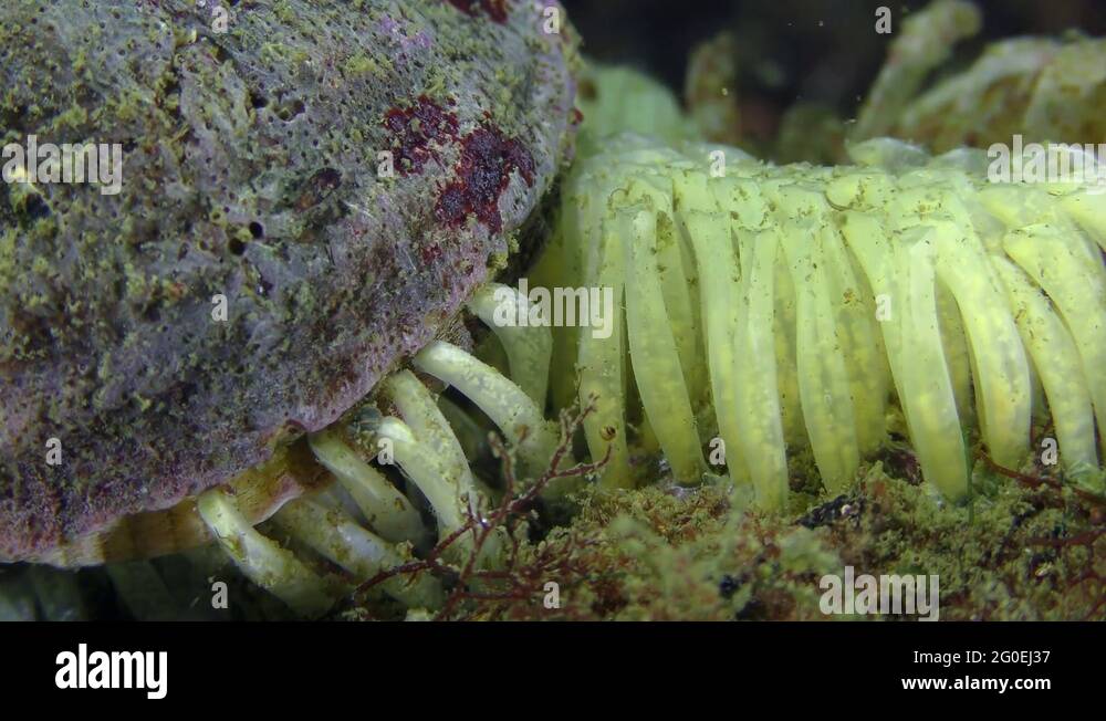 Reproduction of gastropods Veined Rapa Whelk the female lays eggs Stock Video Footage Alamy