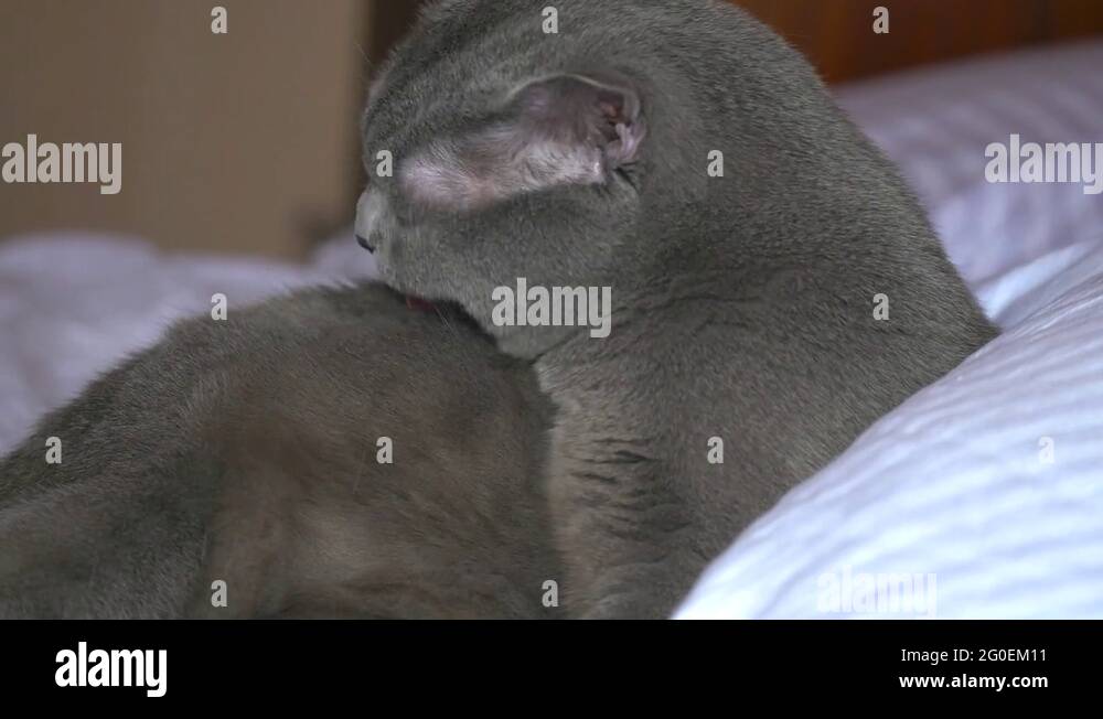 Catwashing Stock Videos & Footage HD and 4K Video Clips Alamy