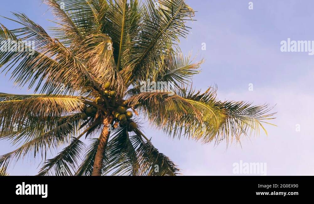 Coconut Palm Tree on Blue Sky. Paradise Tropical Island Background ...