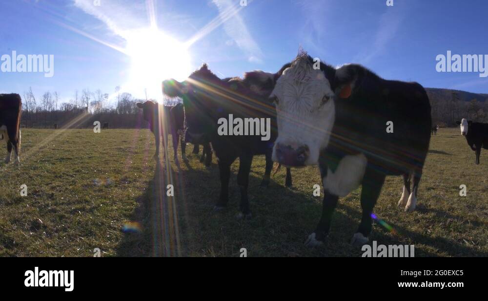 Fisheye view of cows up close against a clear blue sky with lens flare ...