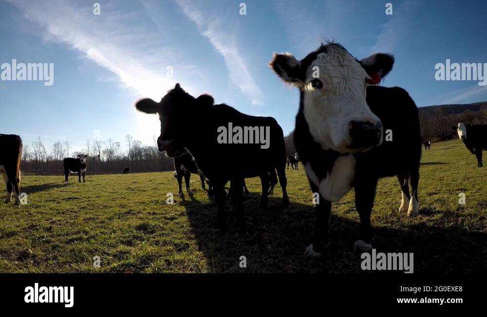 Close up cows nose tongue Stock Videos & Footage - HD and 4K Video ...