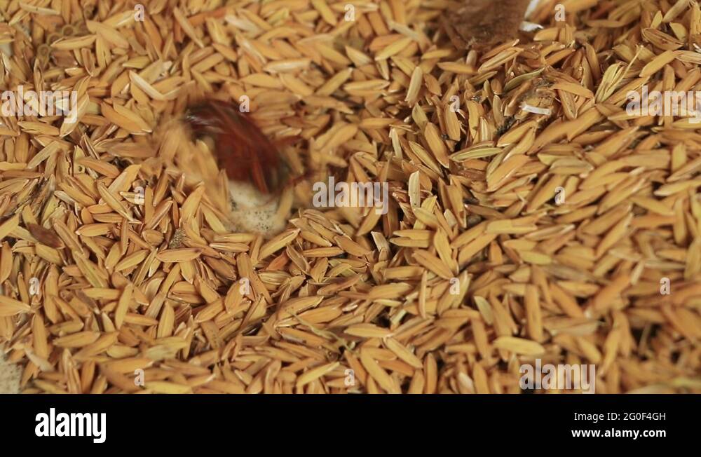 Cockroaches die at the heap. Because humans spray cockroaches Stock ...