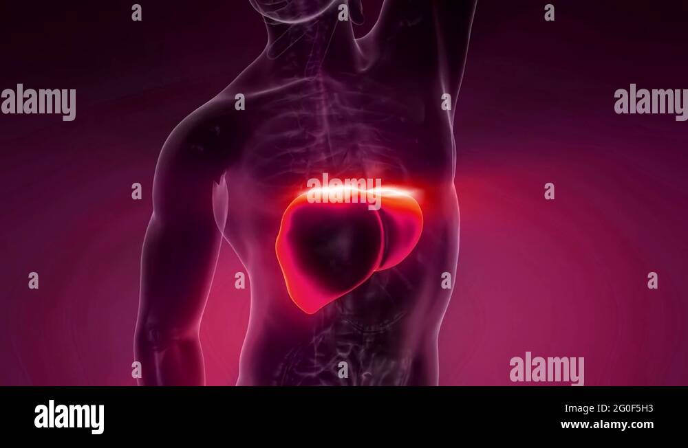 Liver bile duct Stock Videos & Footage Biology Diagrams