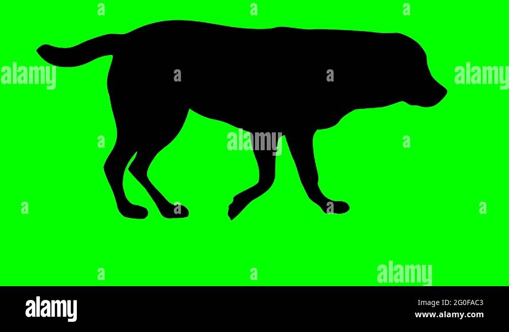 Labrador illustration Stock Videos & Footage - HD and 4K Video Clips ...