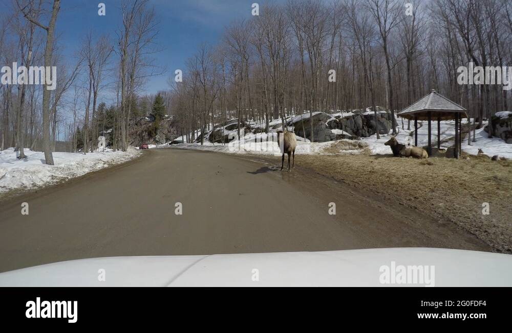 Zoo road Stock Videos & Footage HD and 4K Video Clips Alamy