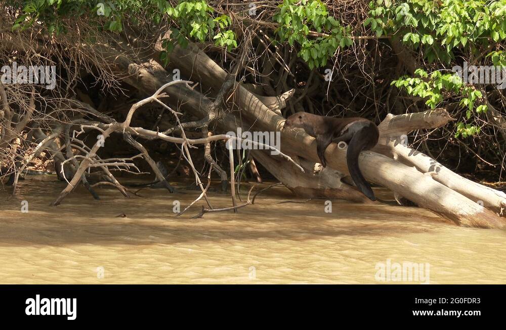 Giant otter by water Stock Videos & Footage - HD and 4K Video Clips - Alamy